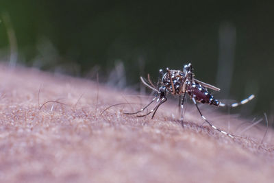 Close-up of spider