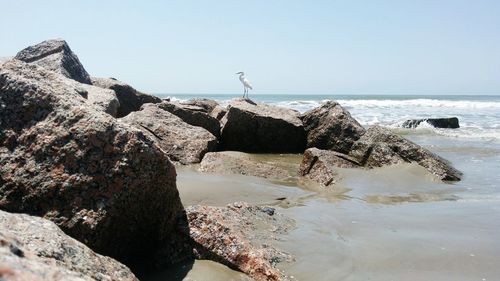 Seagull flying over sea against clear sky