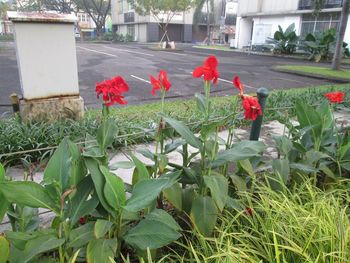 Red flowers growing in grass