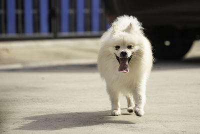 Portrait of pomeranian walking on street