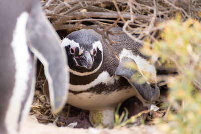 Close-up of penguins on field