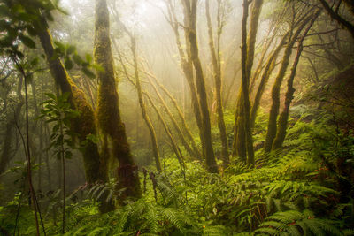 Trees in forest