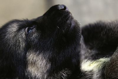 Close-up of dog lying on bed