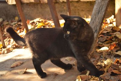 Black cat lying on field