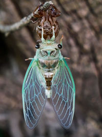 Close-up of grasshopper on a tree