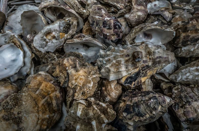 High angle view of shells