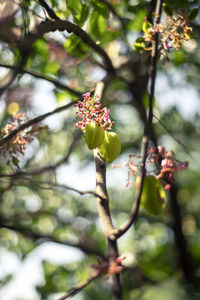 Close-up of cherry blossom on tree