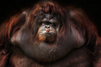 Close-up of portrait of orang utan