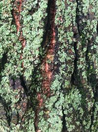 Full frame shot of tree trunk