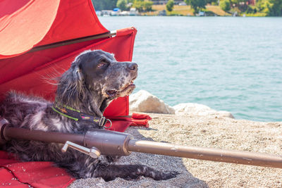 Dog sitting on shore