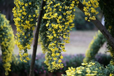 Close-up of yellow flowering plant