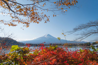 Autumn leaves in lake kawaguchi with fuji mountain view