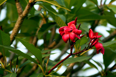 Close-up of red flowering plant