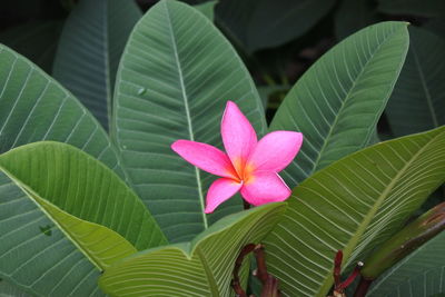 Close-up of pink lotus water lily