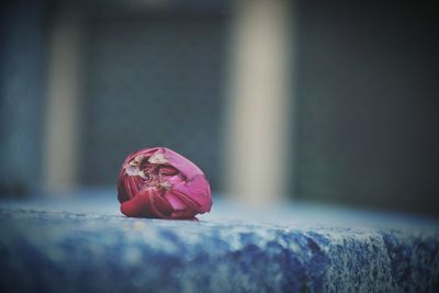 Close-up of red object