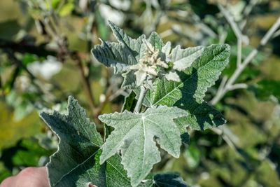 Close-up of plant leaves