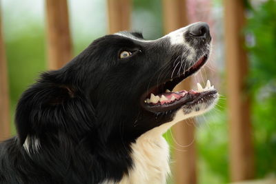 Close-up of dog
