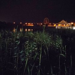 Plants growing at night