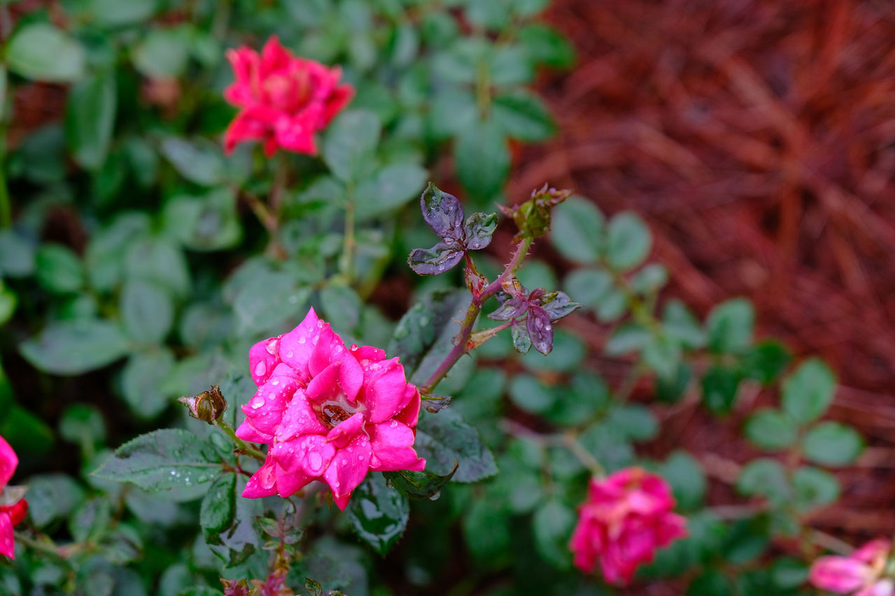 CLOSE-UP OF PINK FLOWERS ON PLANT