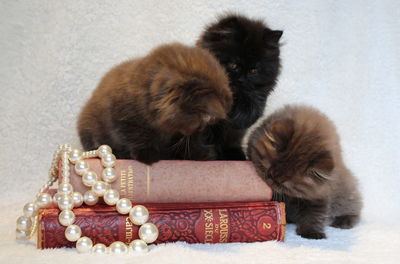 British longhair cats with pearl jewelry and books at home