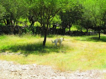 Sheep grazing on grassy field