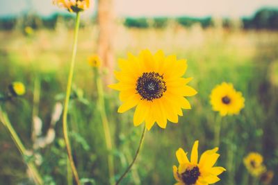 Close-up of yellow flower blooming in field