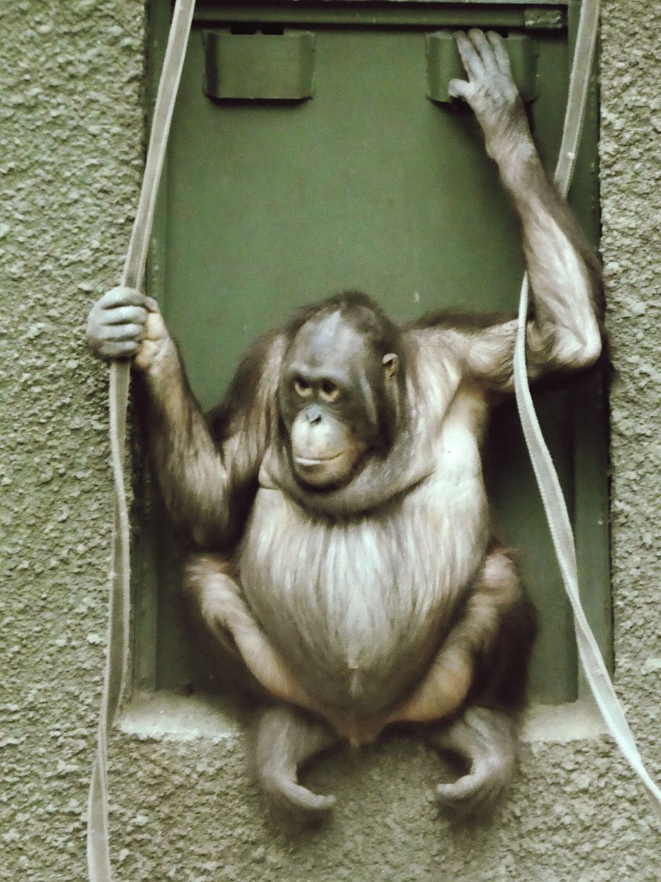 CLOSE-UP PORTRAIT OF MONKEY ON WALL