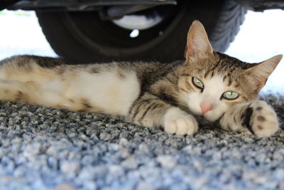 Portrait of cat lying on rug