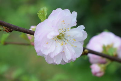 Close-up of pink flowers on branch