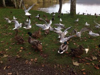 Birds in water