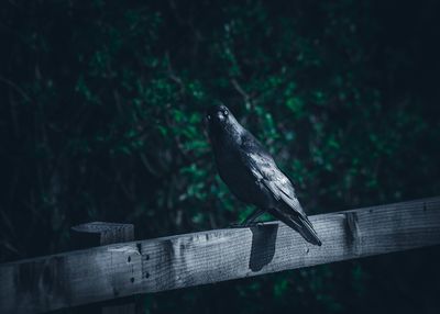 Bird perching on wooden railing
