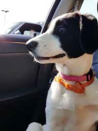 Close-up portrait of dog