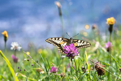 Butterfly on purple flower