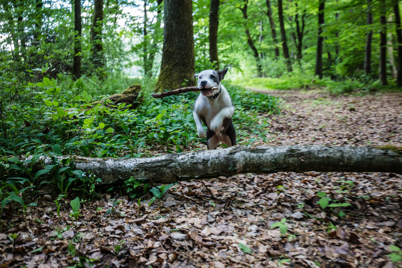 PORTRAIT OF A DOG SITTING ON A FOREST