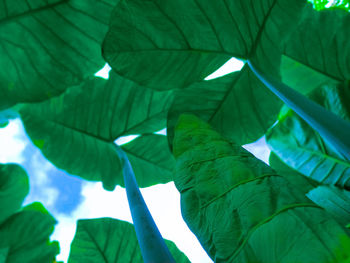 Low angle view of leaves