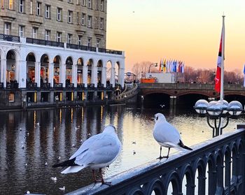 Seagulls perching on wooden post in canal against buildings in city