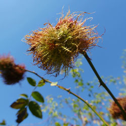 Low angle view of flower tree against blue sky