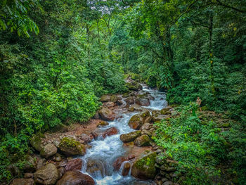 Stream flowing through rocks in forest