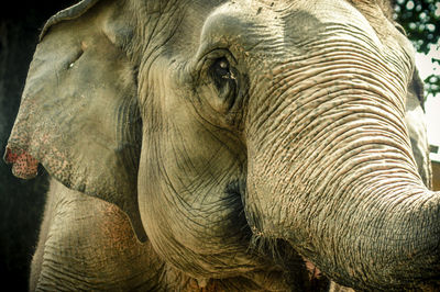 Close-up portrait of elephant