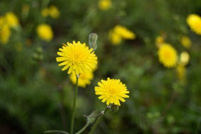 Close-up of yellow dandelion flower