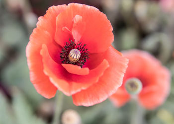 Close-up of insect on flower