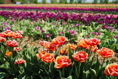 Close-up of tulips in field