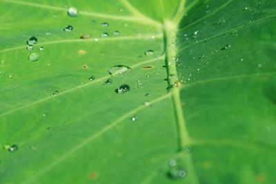 Full frame shot of raindrops on leaves