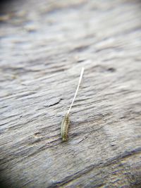 Close-up of wood