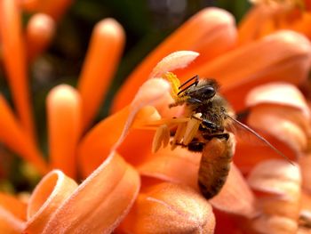 Close-up of bee on orange flower