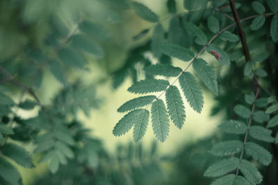 Close-up of leaves on tree