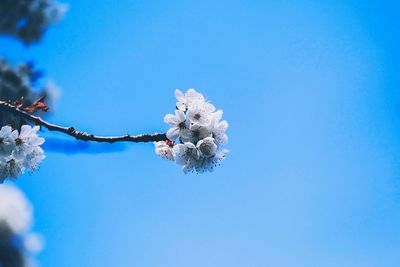 Low angle view of cherry blossom against clear blue sky