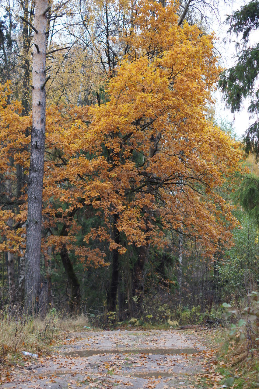 SCENIC VIEW OF FOREST DURING AUTUMN