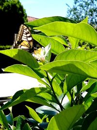 Close-up of butterfly pollinating on plant