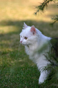 White cat on field